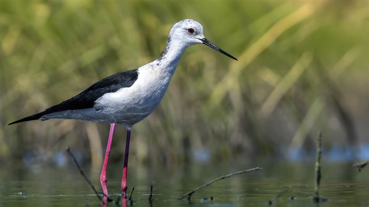Black-winged Stilt