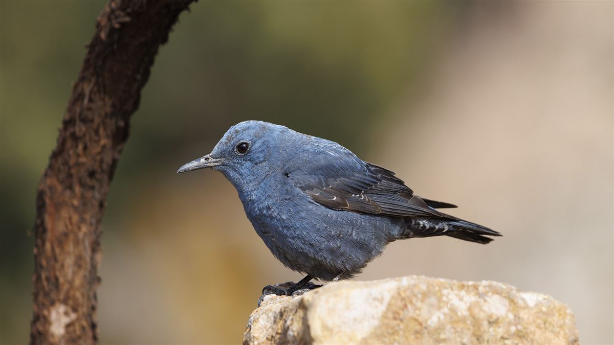 Blue Rock Thrush