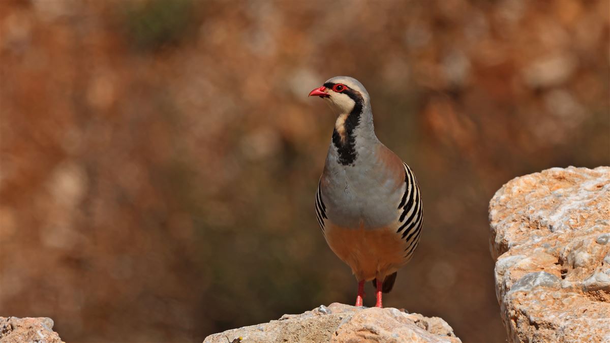 Chukar Partridge