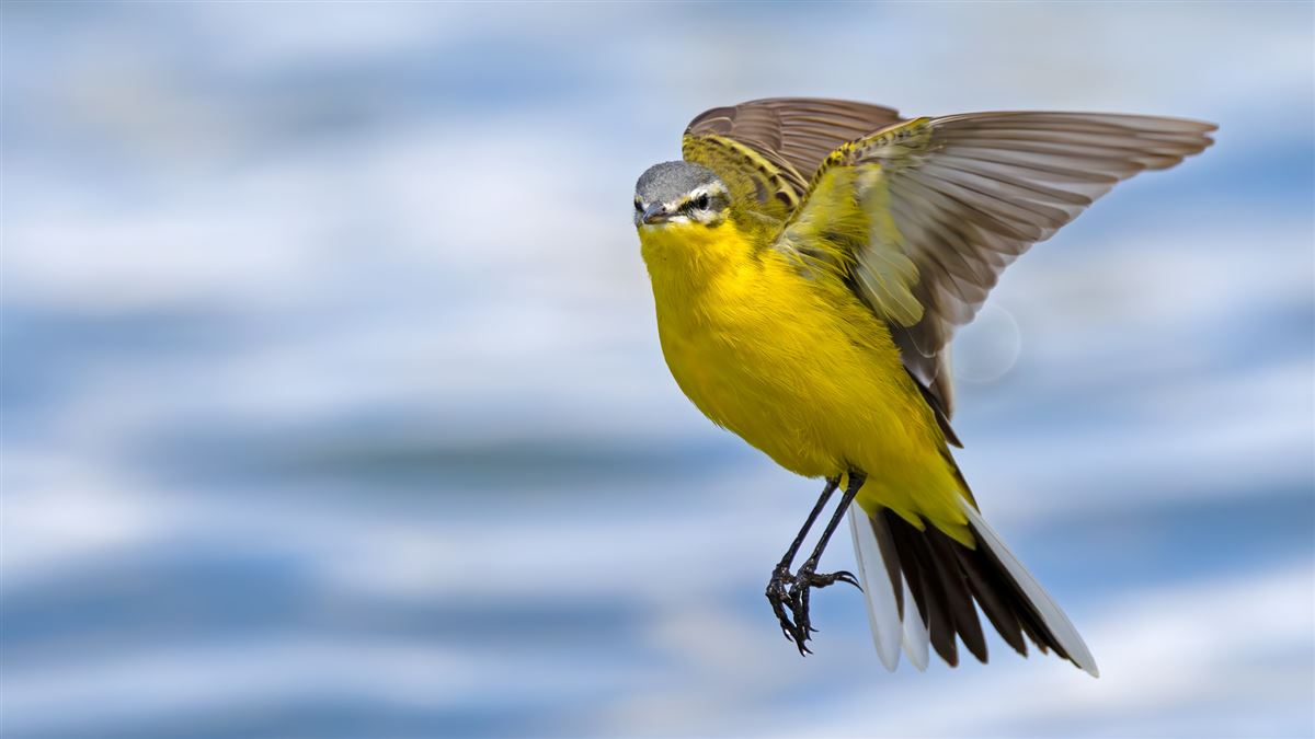 Western Yellow Wagtail