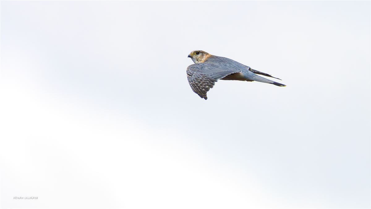 Merlin