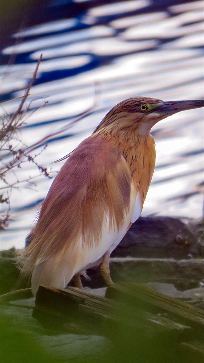 Squacco Heron