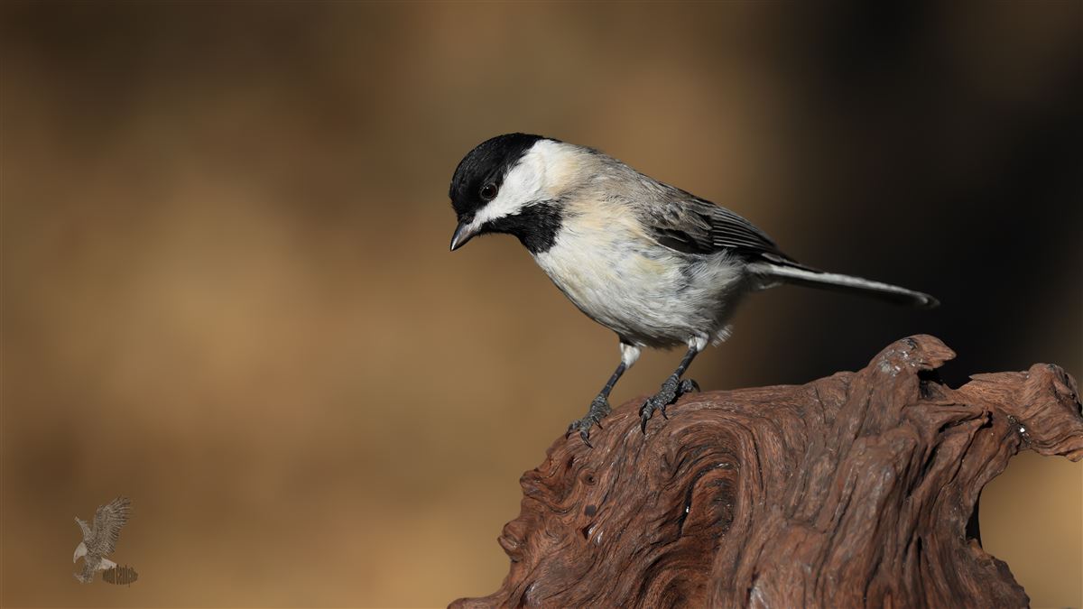 Sombre Tit