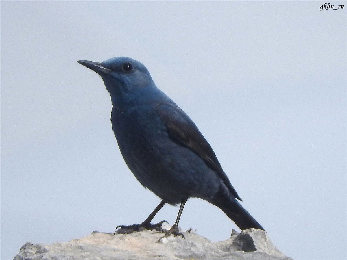 Blue Rock Thrush