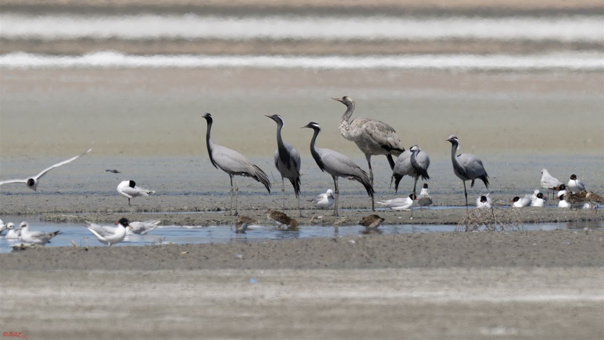 Demoiselle Crane
