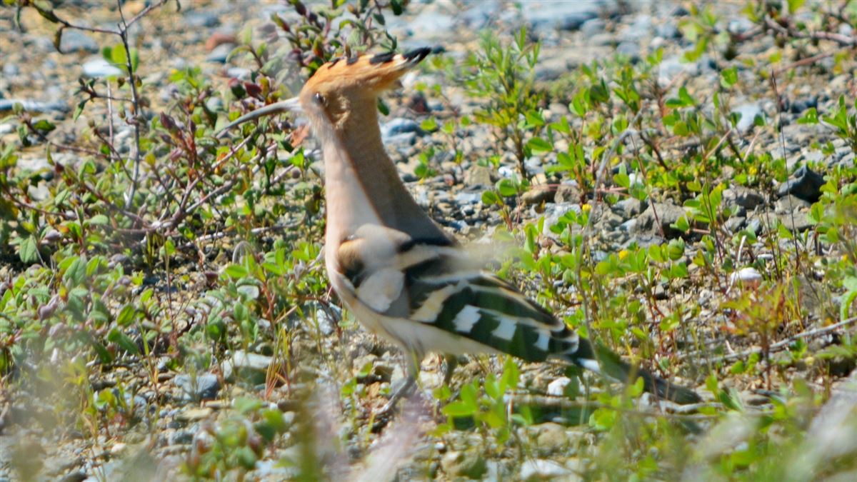 Common Hoopoe
