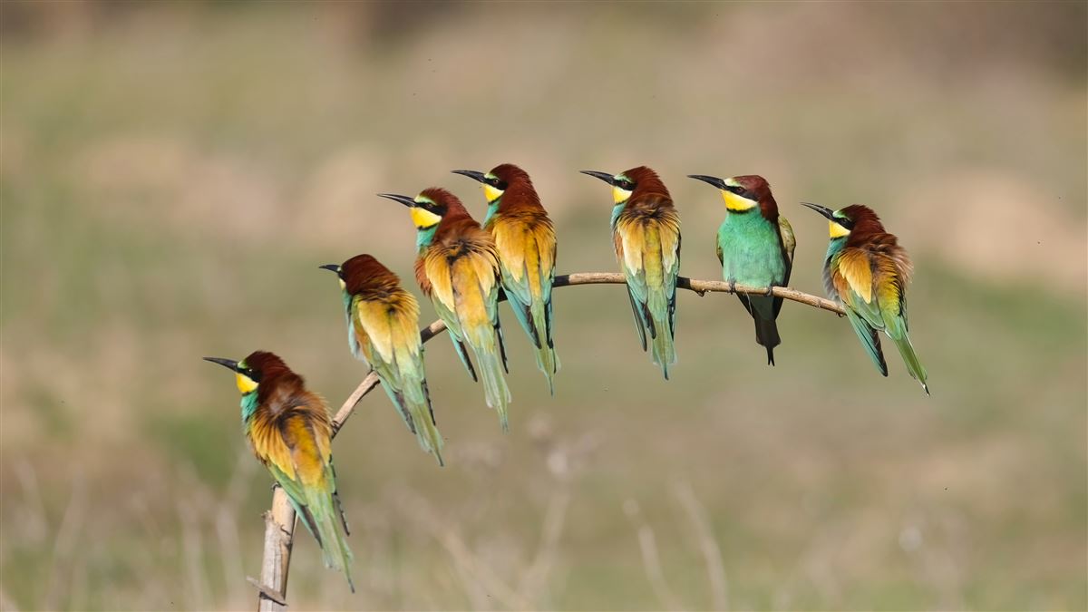 European Bee-eater