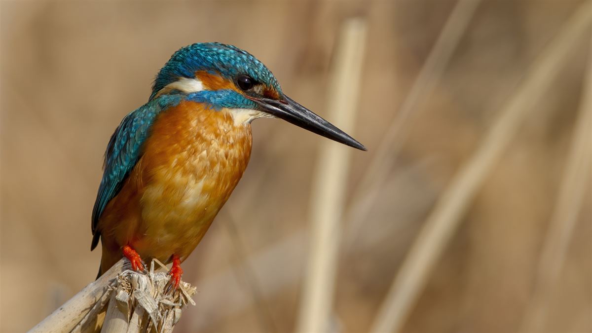 Common Kingfisher
