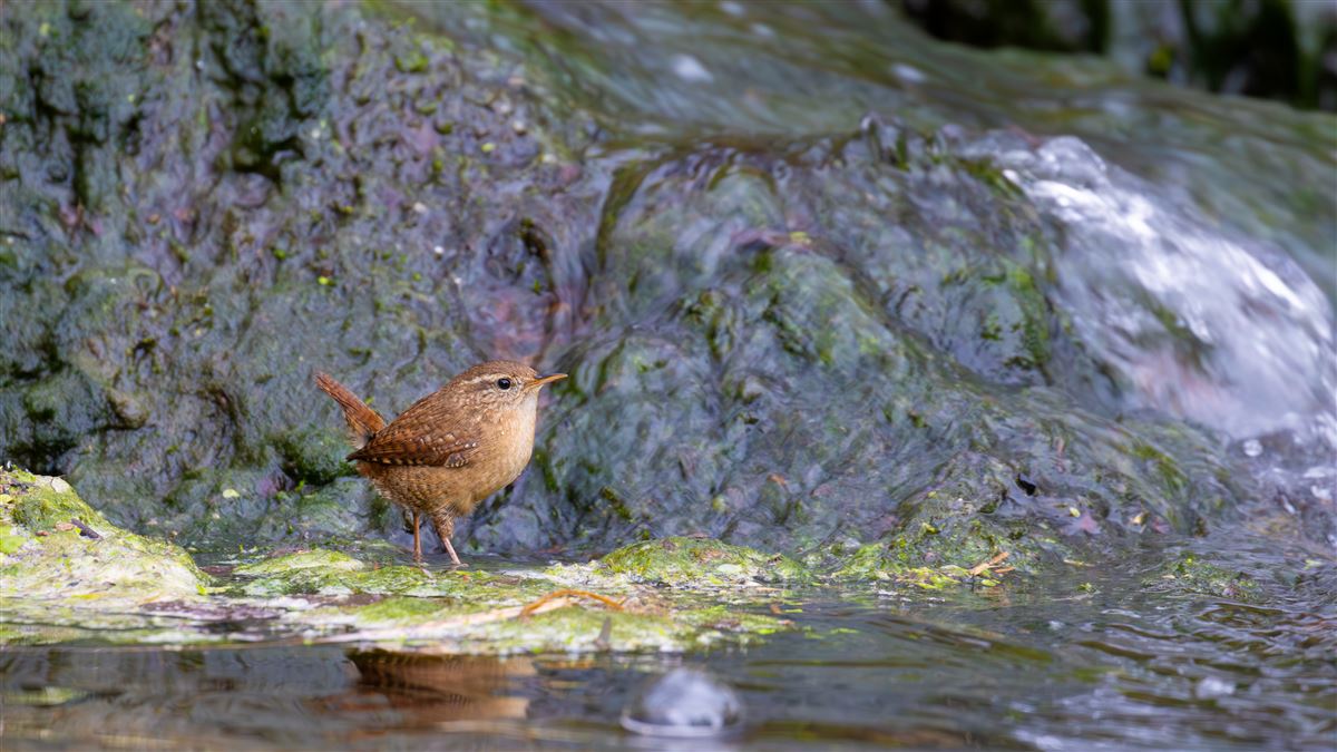 Eurasian Wren