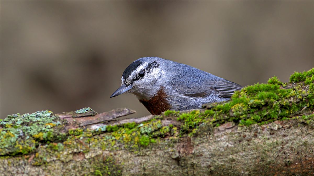 Krüper`s Nuthatch