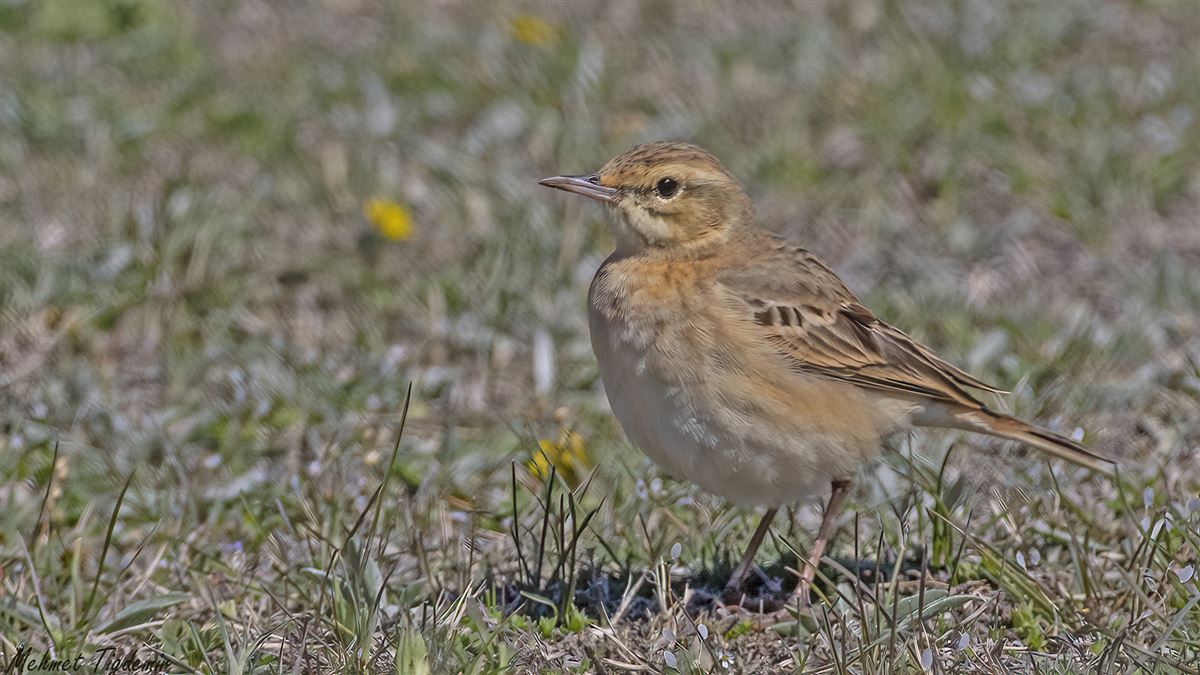 Tawny Pipit
