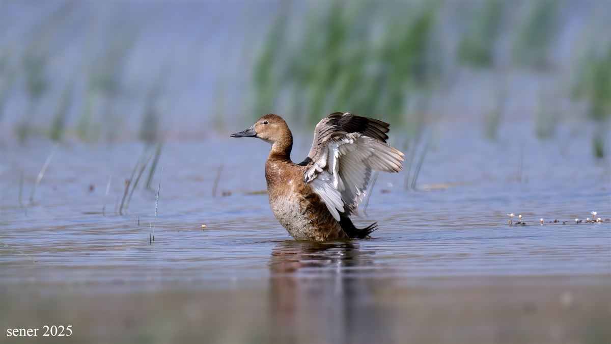 Common Pochard