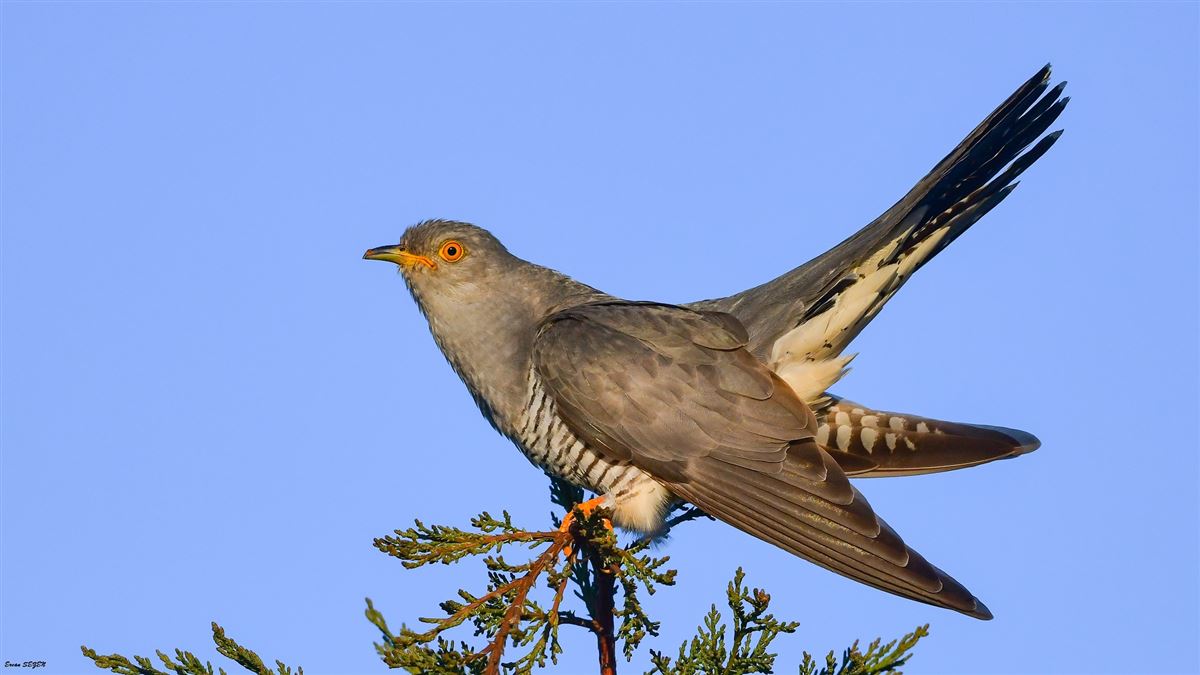 Common Cuckoo