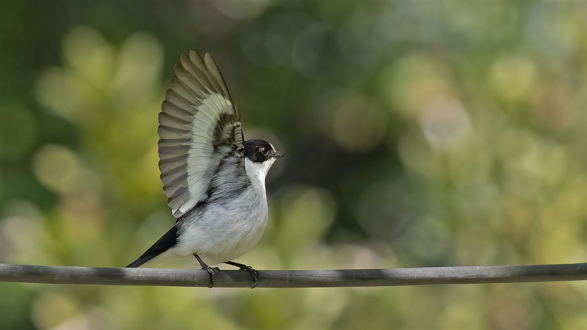 Collared Flycatcher