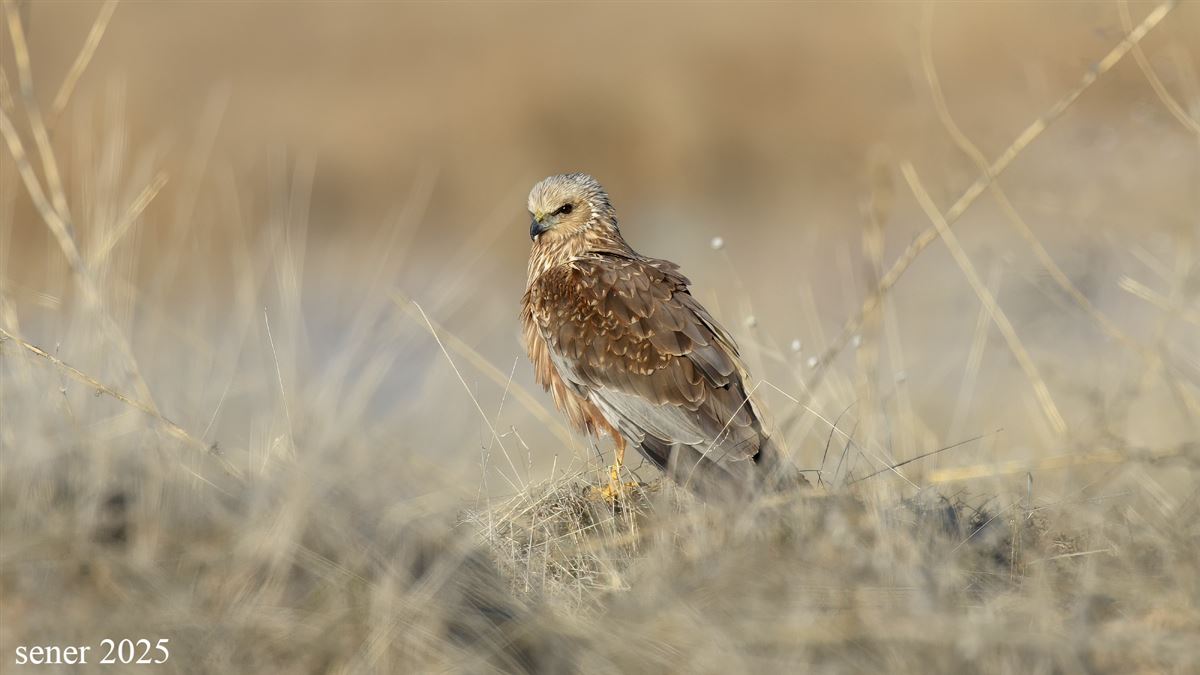 Western Marsh Harrier