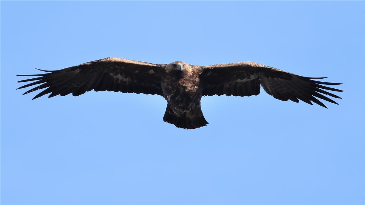 Golden Eagle