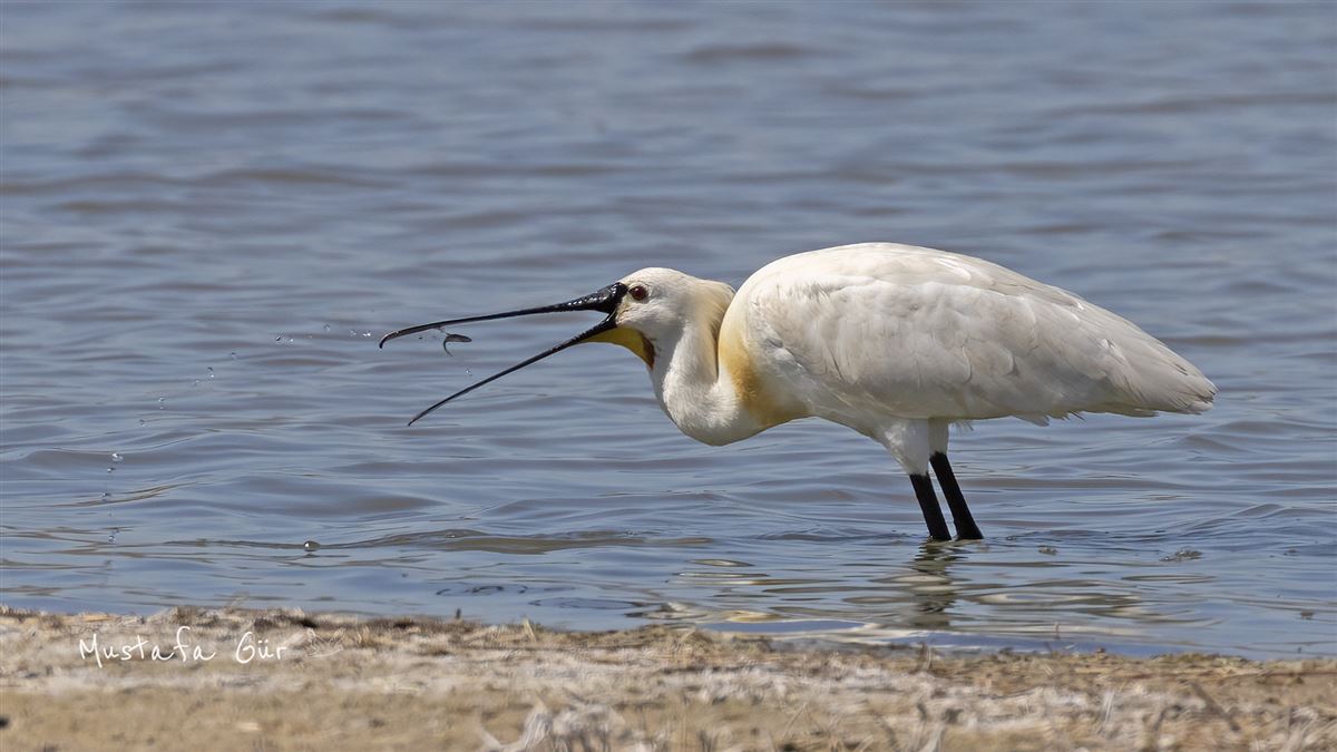 Eurasian Spoonbill