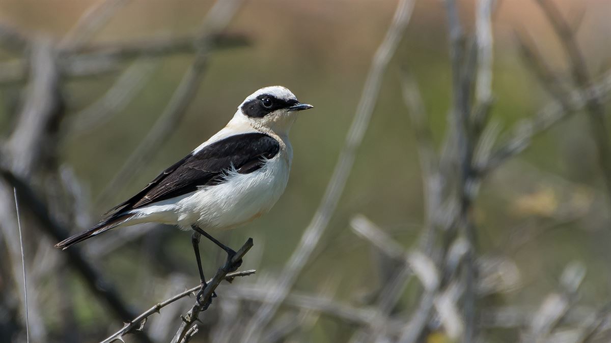 Black-eared Wheatear