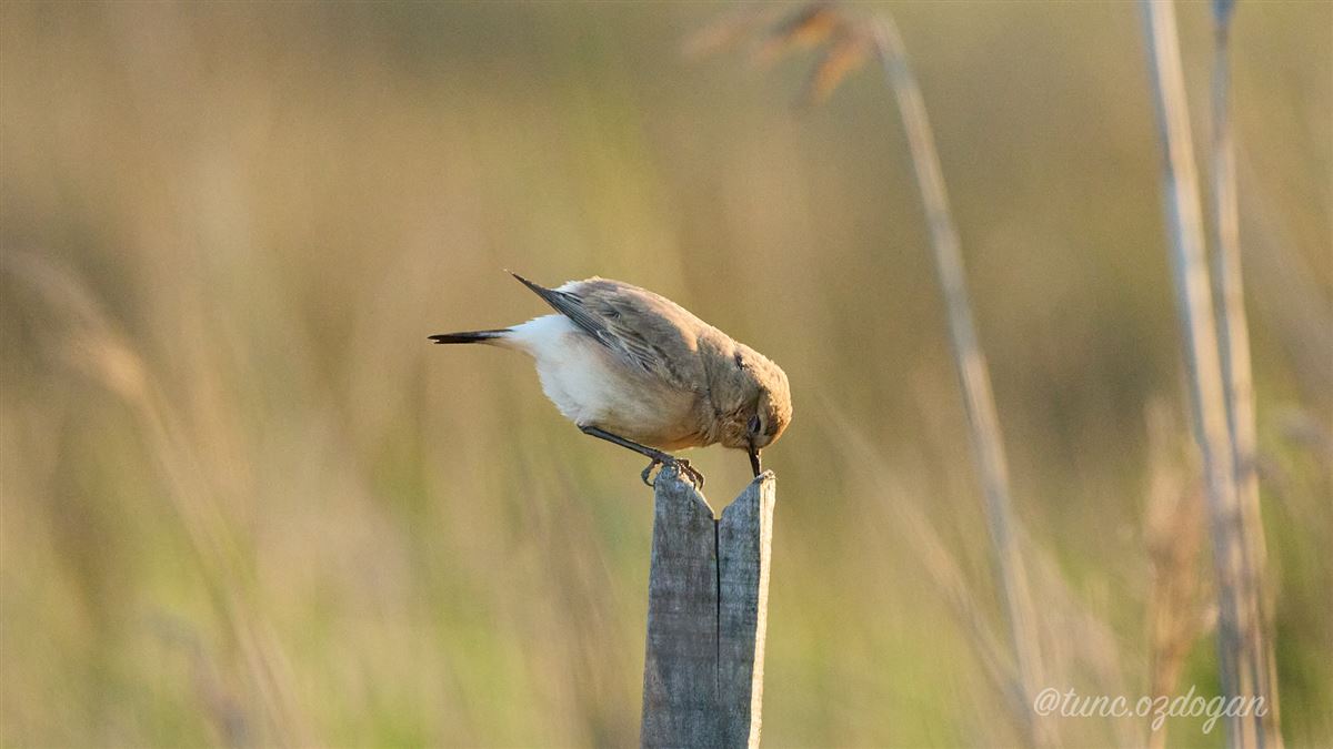 Isabelline Wheatear