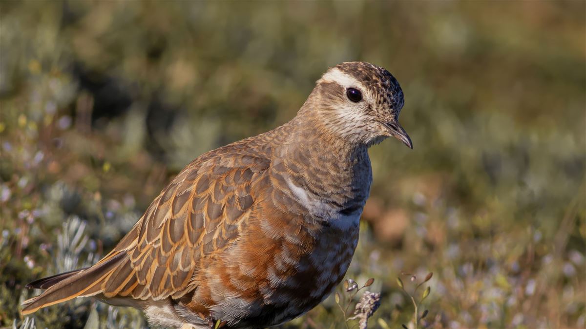 Eurasian Dotterel