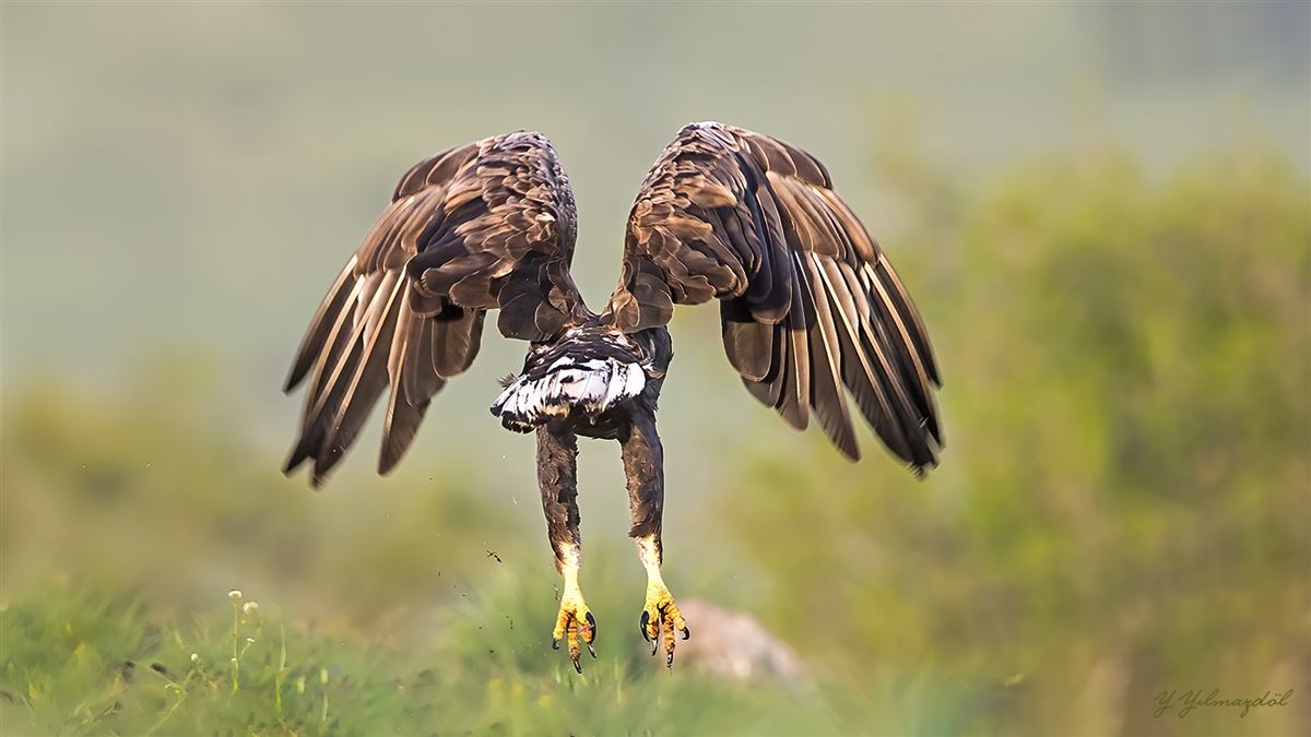 White-tailed Eagle
