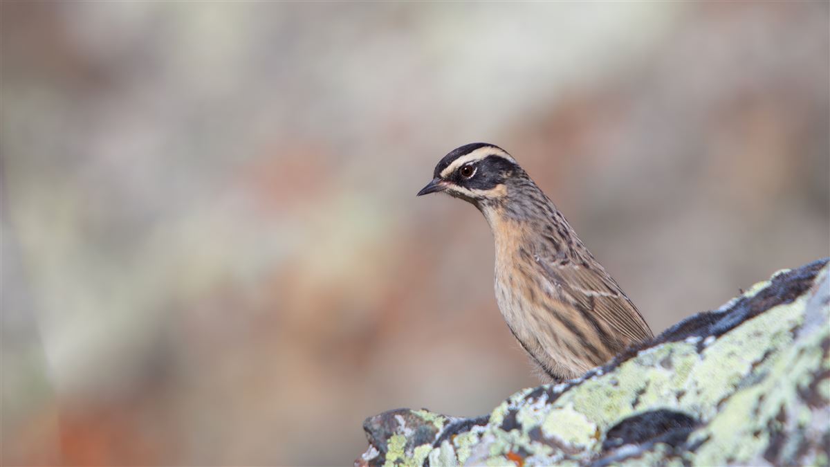 Radde`s Accentor