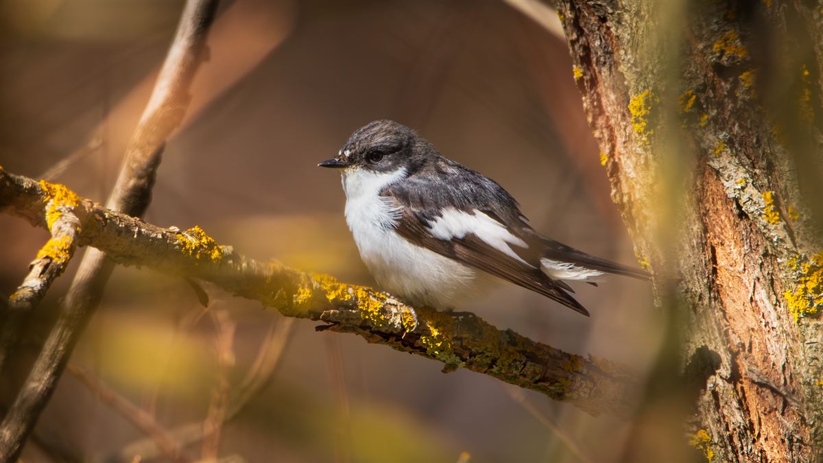 European Pied Flycatcher