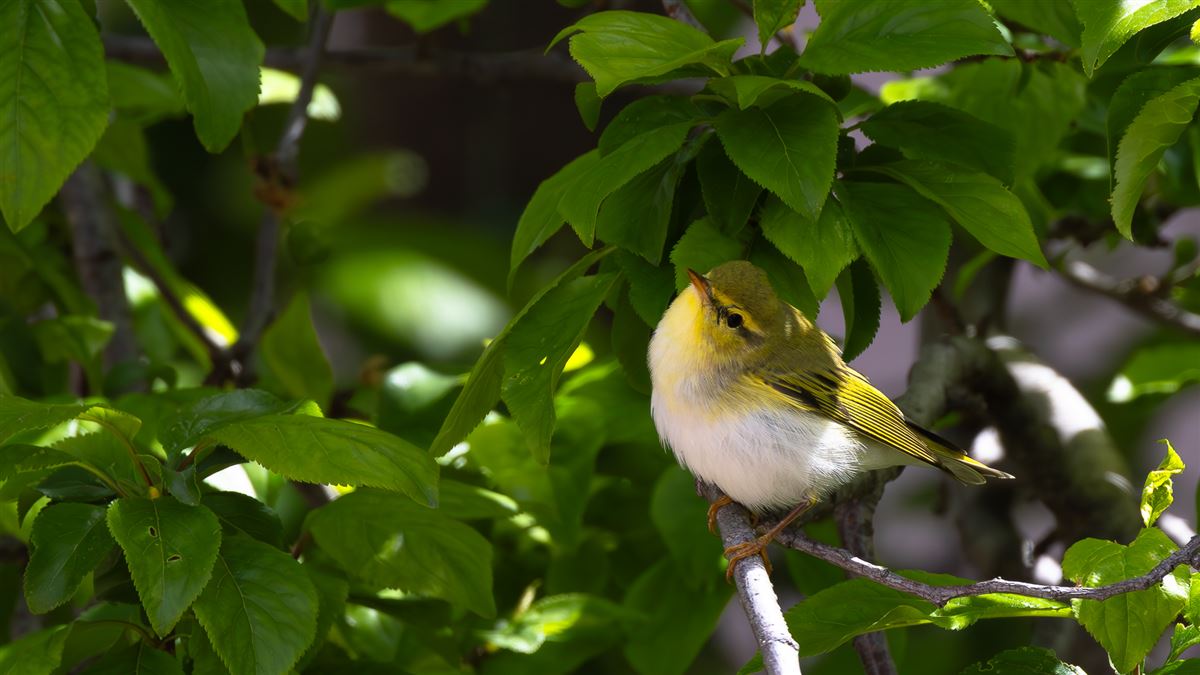 Wood Warbler