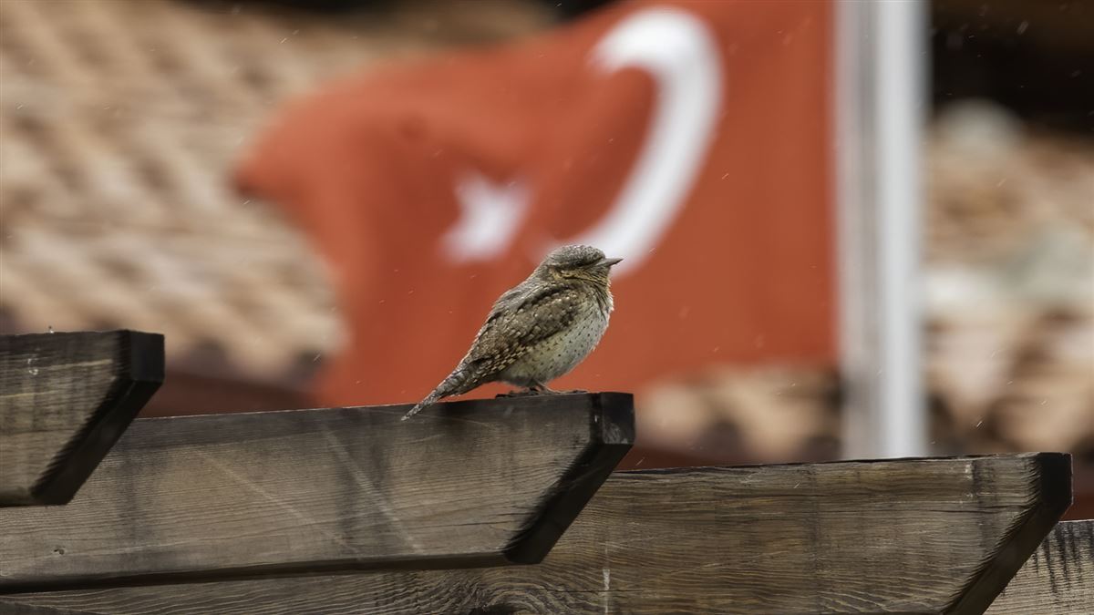 Eurasian Wryneck
