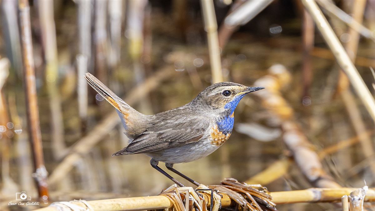 Bluethroat