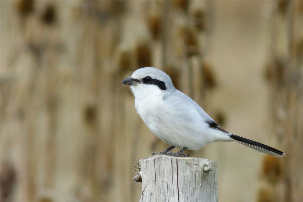 Great Grey Shrike