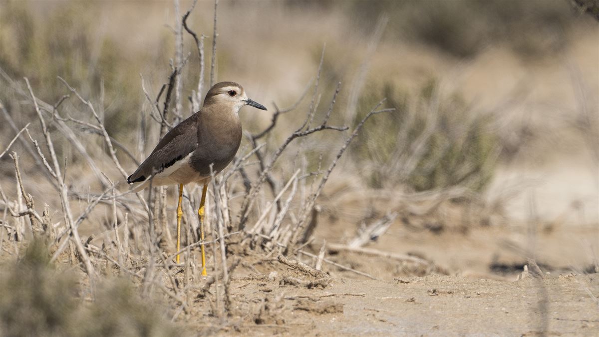 White-tailed Lapwing