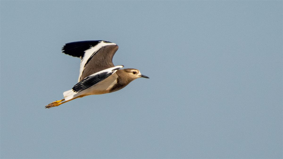 White-tailed Lapwing