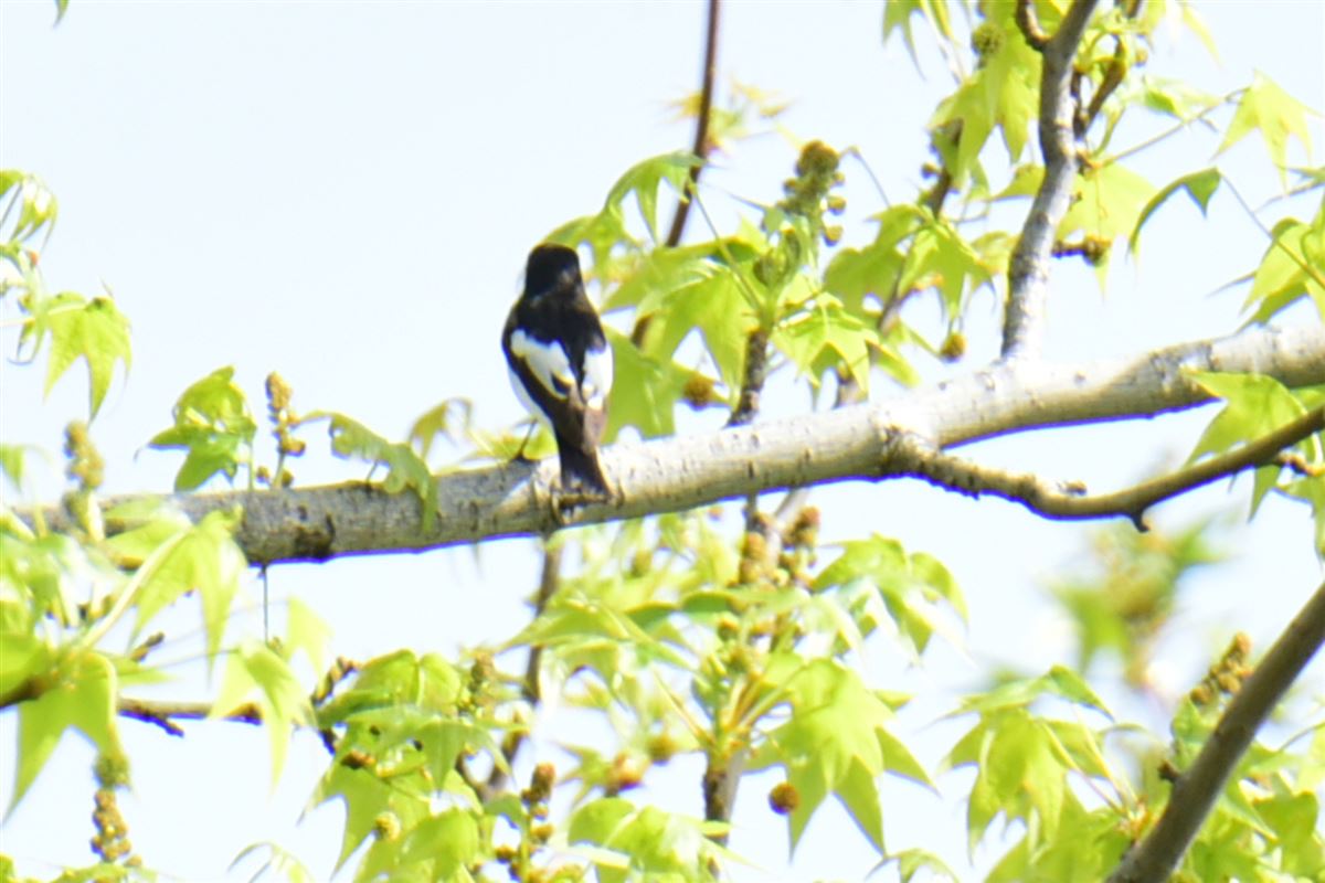 European Pied Flycatcher