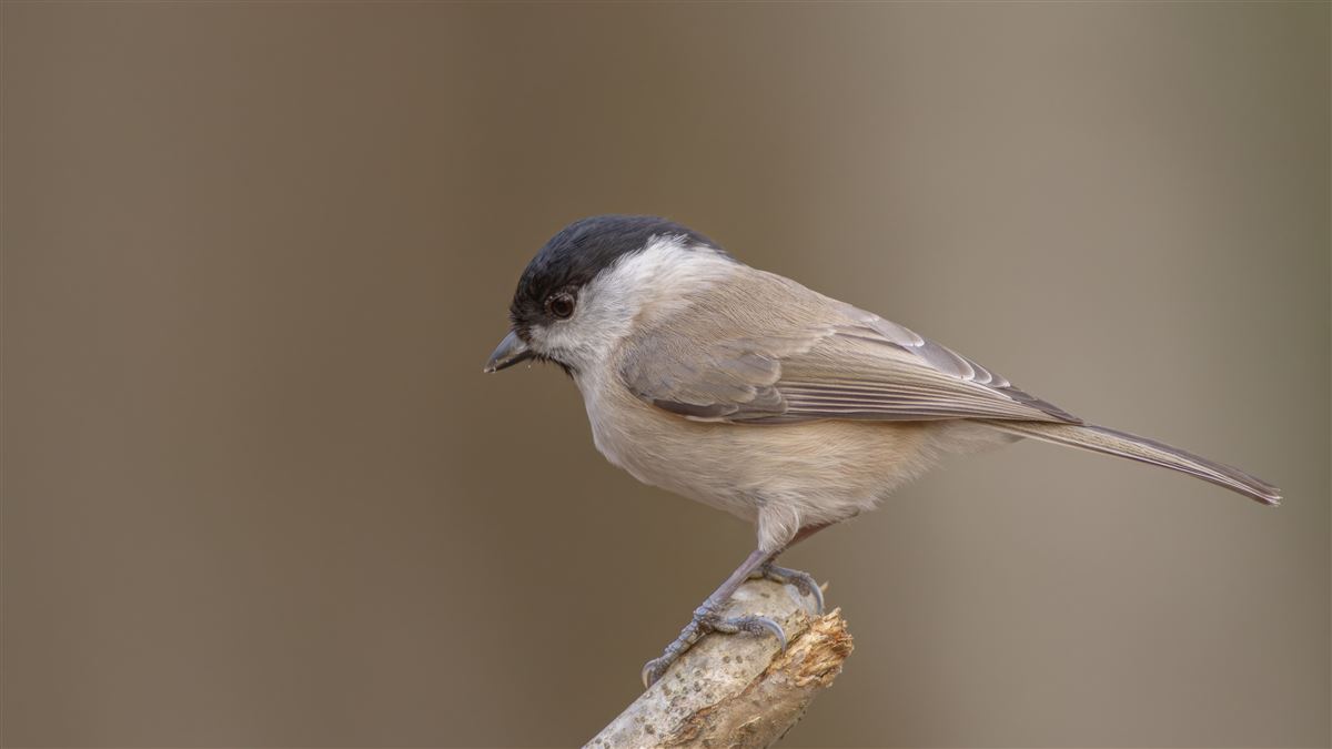 Marsh Tit
