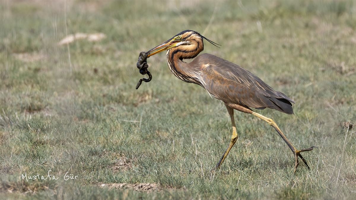 Purple Heron