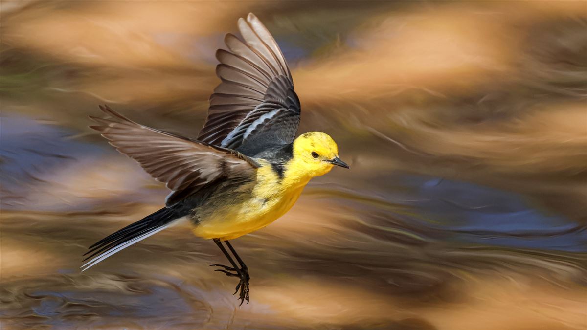 Citrine Wagtail