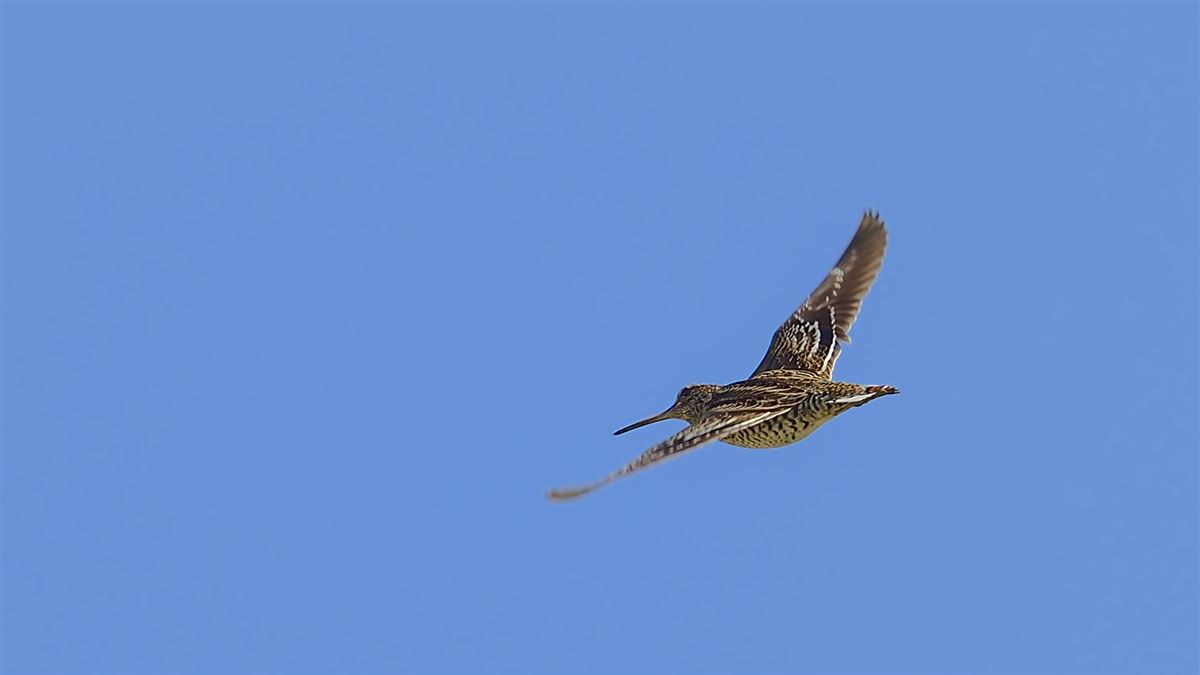 Great Snipe
