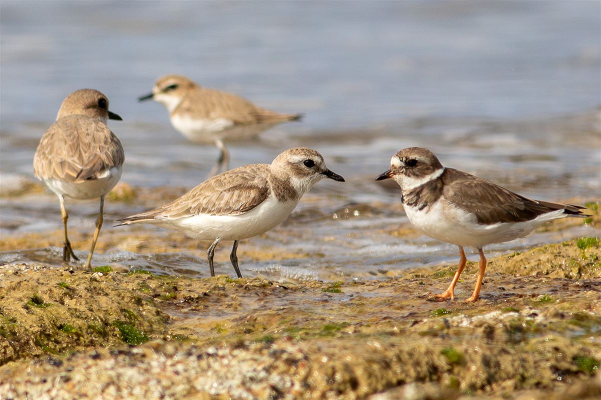 Tibetan Sand Plover
