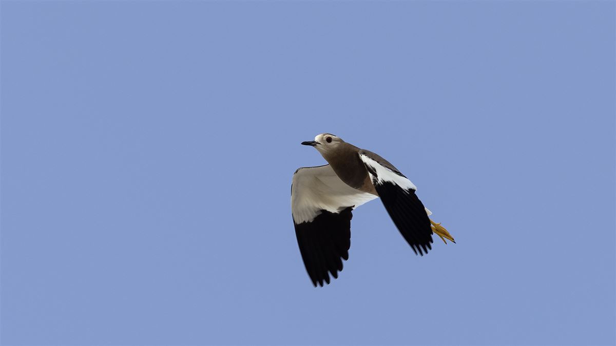 White-tailed Lapwing