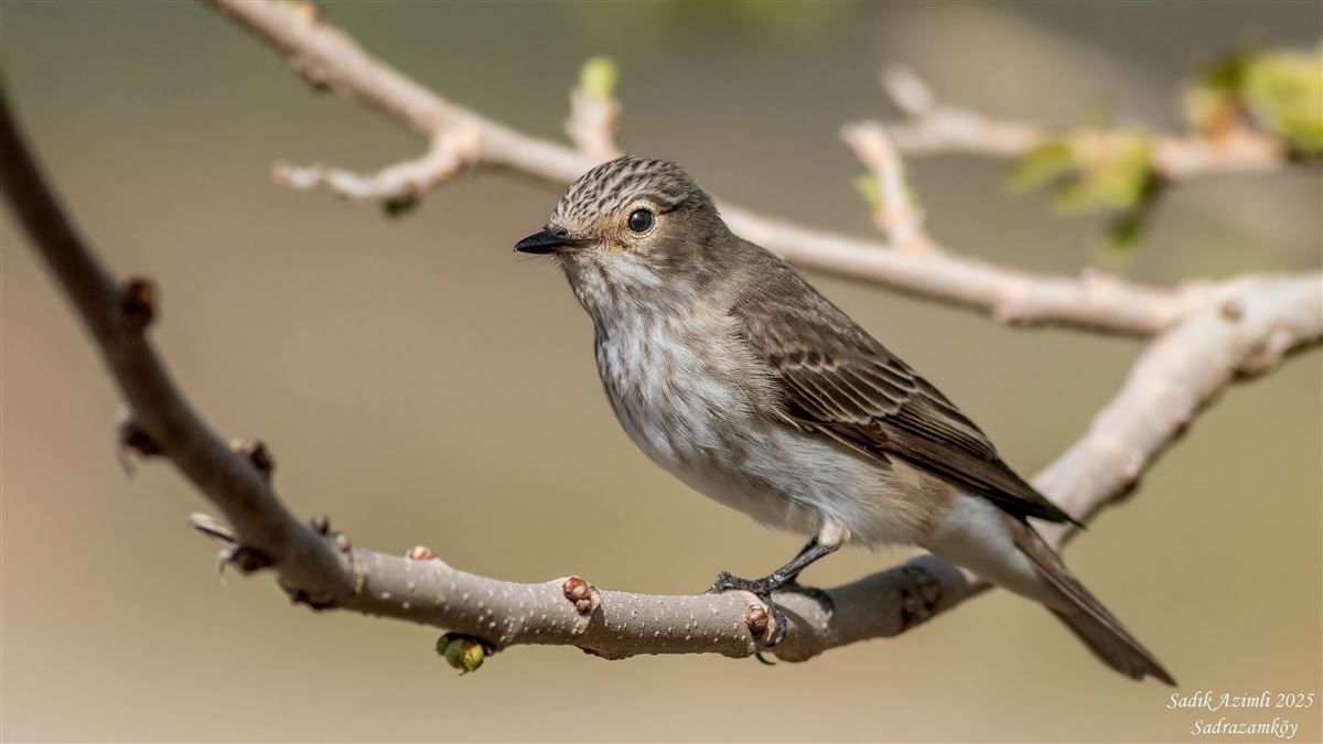 Spotted Flycatcher