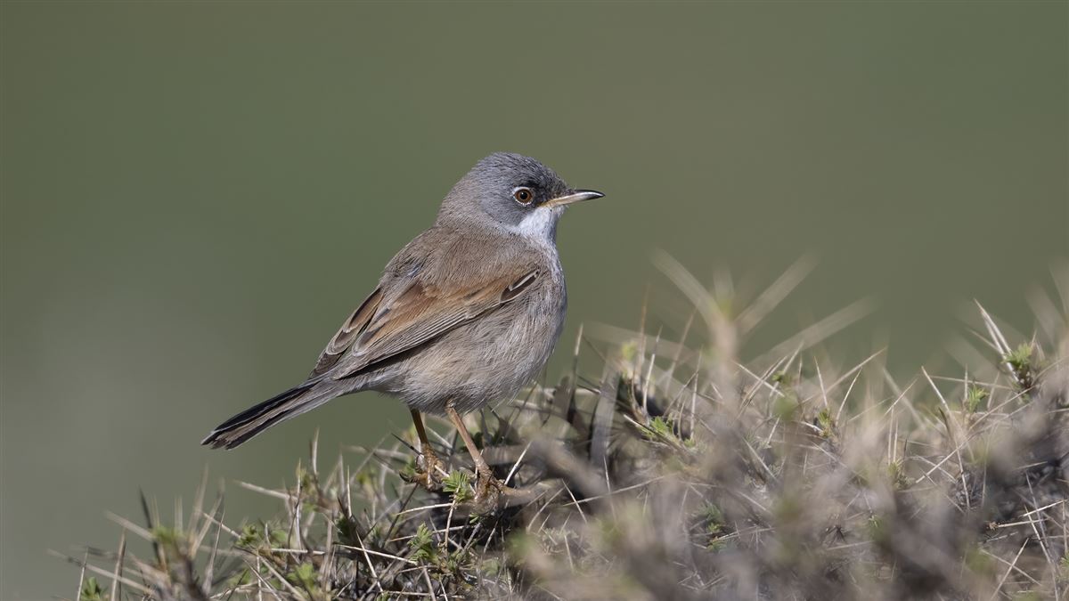 Spectacled Warbler