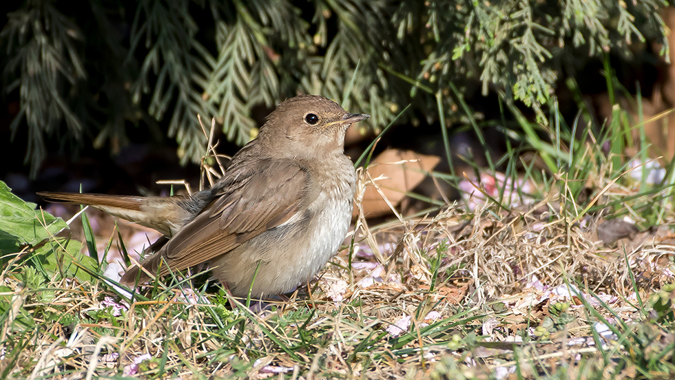 Thrush Nightingale
