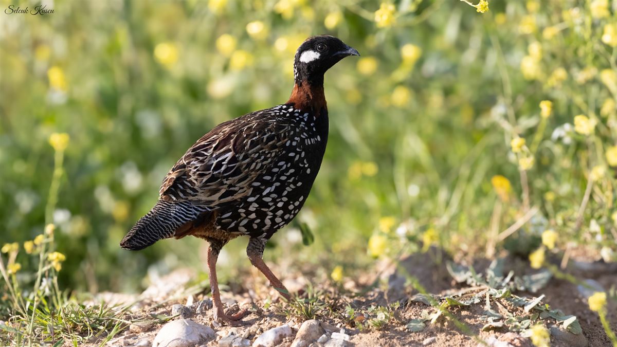 Black Francolin
