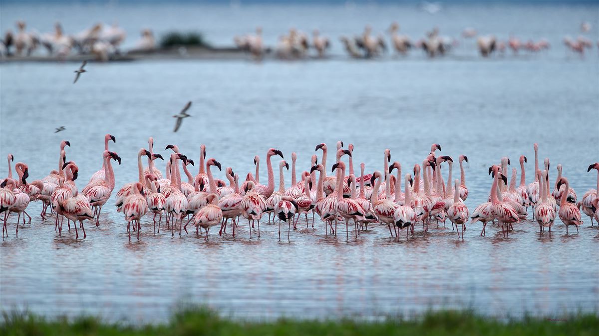 Küçük flamingo