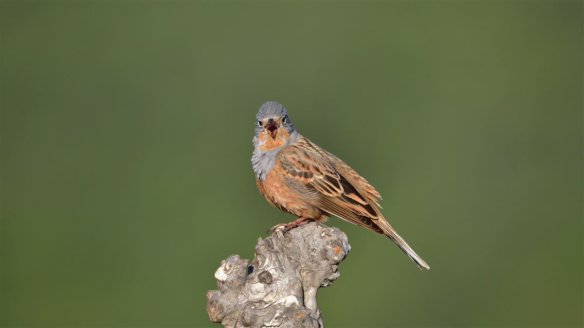 Cretzschmar`s Bunting