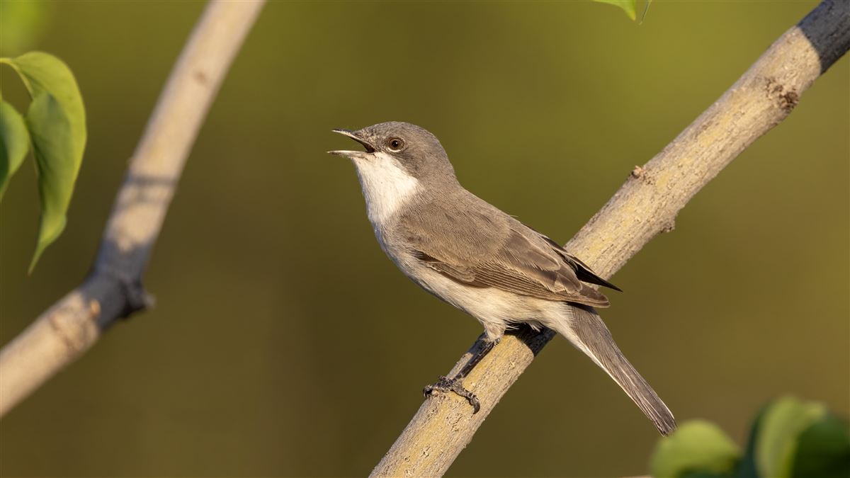 Lesser Whitethroat