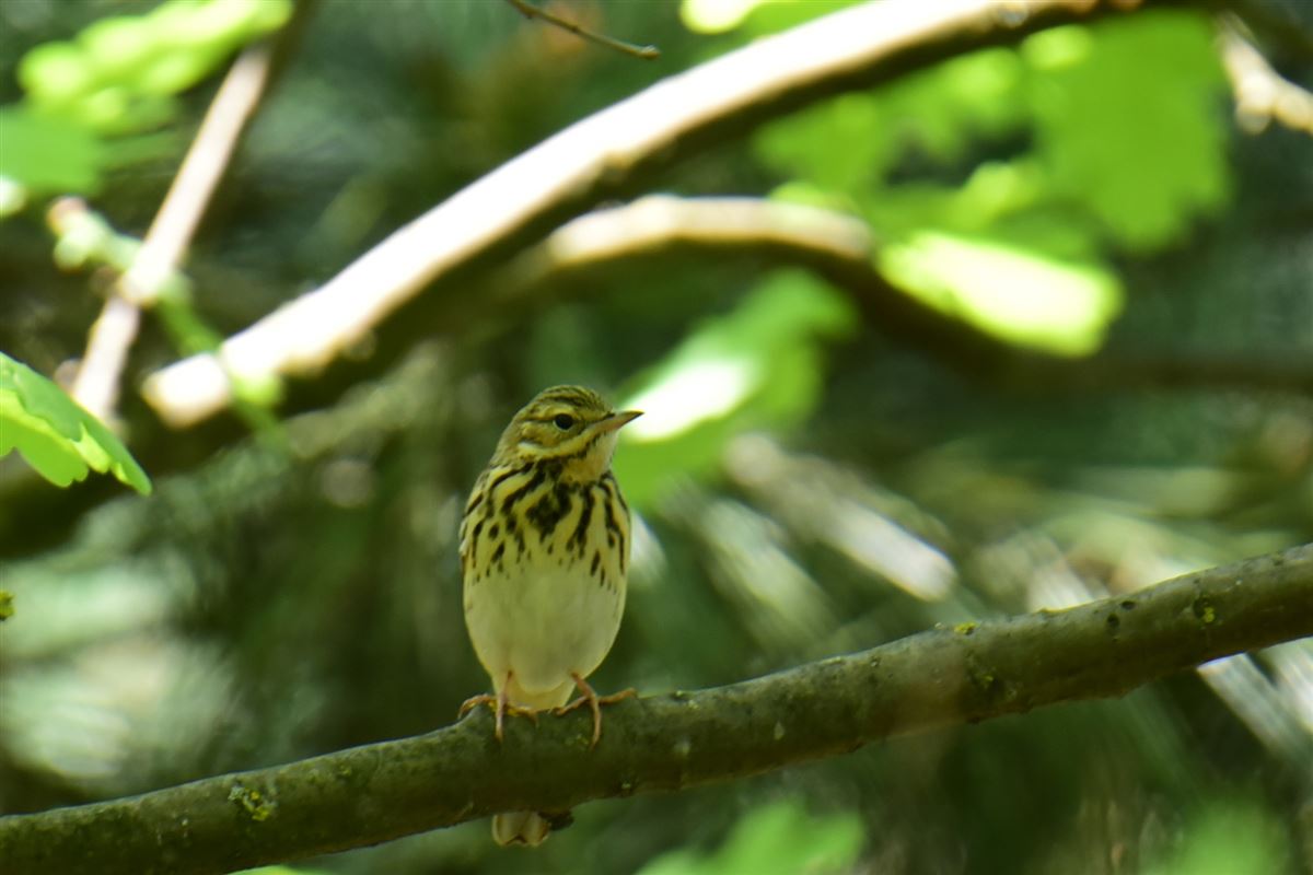 Tree Pipit