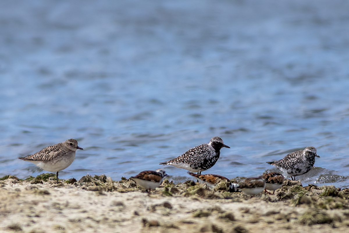 Grey Plover