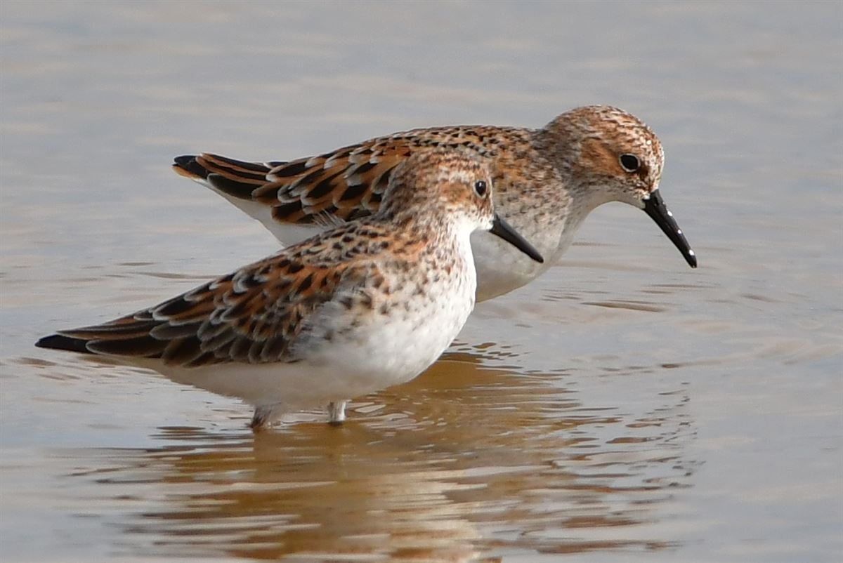 Little Stint
